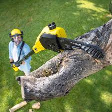 How Our Tree Care Process Works  in  Sunnyside, GA
