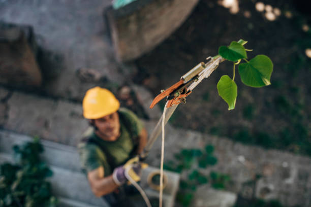 Professional Tree Services in Sunnyside, GA