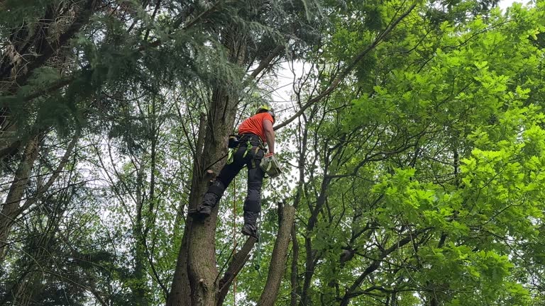 Best Commercial Tree Services  in Sunnyside, GA