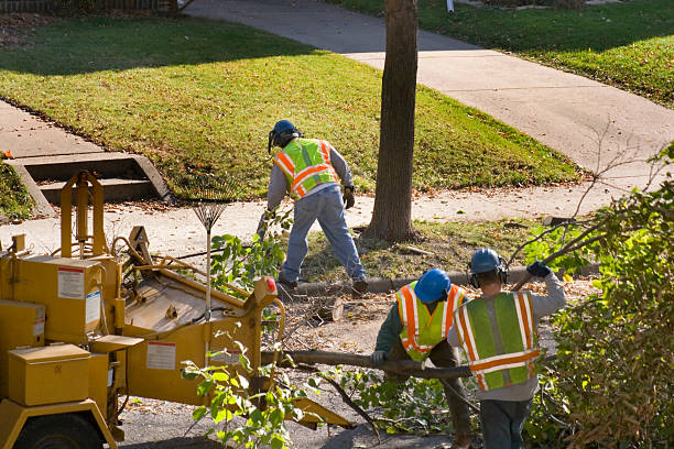 Best Tree Maintenance Programs  in Sunnyside, GA